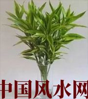 文昌十二生肖养什么植物最旺财运？你知道吗！